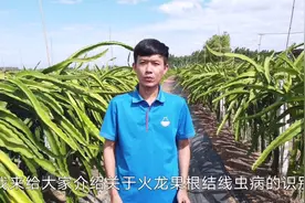 火龙果根线虫识别方法视频封面