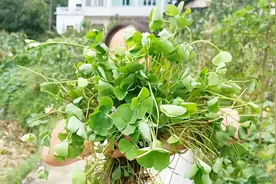 宝宝脖子长了“瘦羊”，老妈说找“四言菜”蒸肉末给她吃，有用？视频封面