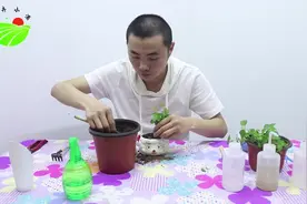 薄荷：薄荷的换盆种植方法，薄荷的养护方法！视频封面