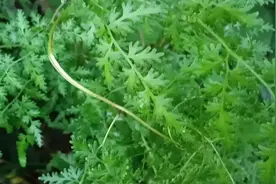 金创藤叶子长得非常像香菜，快进来了解它有何功效。视频封面