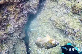 美女赶海潜进危险的深海，在海底礁石缝里抓鱼，好勇猛视频封面
