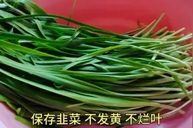 今天才知道，保存韭菜原来这么简单，不黄不烂叶，放半个月都新鲜视频封面