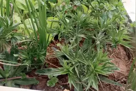 芫荽又叫香菜像这种有刺的我们叫它老缅芫荽应该没有多少人见过吧视频封面