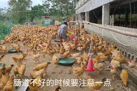 农村大叔养的阉鸡进入后期育肥，为了增重，看看他都采用什么方法视频封面