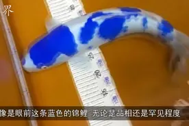 小伙水库钓到蓝色锦鲤，拿回家引来围观，都说要发财了！视频封面