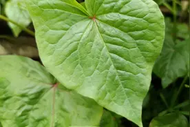农村野生荞麦，对咽喉肿痛咳嗽有好处。碰到别错过！视频封面