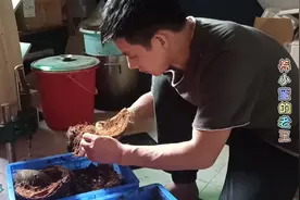 养殖竹笋虫里面放椰壳真的是网友们说的那样给竹虫吃吗？来看看吧