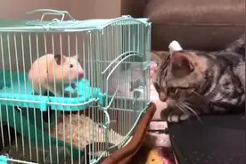猫咪盯着笼子里的小仓鼠看，是主人买回来送给我的吗，挺可爱的视频封面