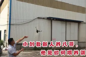 小刘教你养八哥，看了这些，小白也能学会视频封面