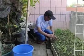 重启，有种垂盆草的人烂水果别扔掉，不知道烂水果还有用途视频封面