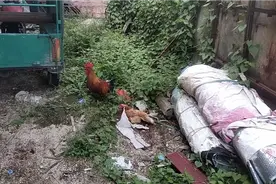 鸡佬把养了三年多大公鸡和一只老母鸡放生了