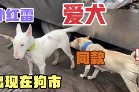 牛头梗温顺起来林永健凶猛起来孙红雷！视频封面