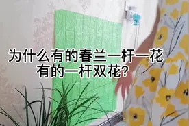 为什么有的春兰一杆一花，有的一杆双花？
