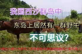 西沙群岛中还有一座野牛岛？一边要保护一边又猎杀，啥情况？视频封面