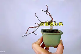 日本出猩猩红枫微型盆景盆栽养护交流欣赏，家庭养花，养护知识