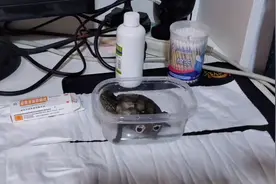 手把手教你怎样治疗乌龟腐甲——请签收视频封面