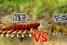 蜈蚣VS千足虫，大战一触即发，你更看好谁？