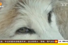 疑似“狐狸”的动物进公司，蹭吃蹭喝被送回动物园，还是外来物种