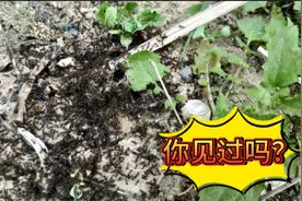 农村田间遇俩群蚂蚁打群架，画面一度引起不适，一瓶水下去会怎样视频封面