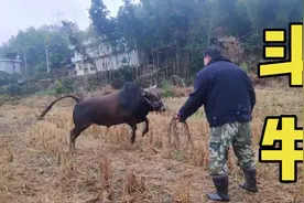 养了3年的黄牛经常顶人，小兰爸用的什么方法？让它老老实实的视频封面