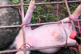 家里一头小猪肚子囊肿起包，需要小手术处理！视频封面
