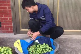 四川达州农村小伙，给朋友邮寄青脆李，这种四川李子你喜欢吗？视频封面