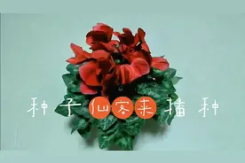 仙客来播种方法，授粉及釆收过程视频封面