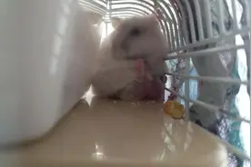 发情期的仓鼠屁股又红又大视频封面
