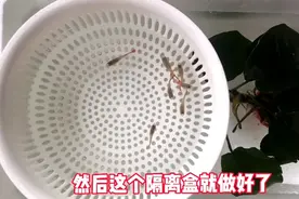 学会这一招，轻松繁殖孔雀鱼，而且还是集体繁殖！隔离盒都省了