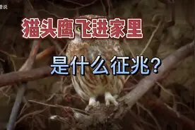 猫头鹰飞进家里是什么征兆？关于猫头鹰的知识你知道多少视频封面