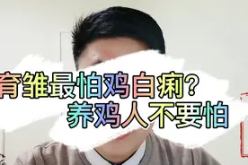 鸡苗拉白屎糊肛，雏鸡白痢不得不防！怎么提高成活率？看了就知道视频封面