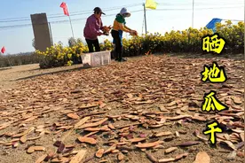 红薯干直接摊晾在地上，跟粮食一样晒，三四天就能干