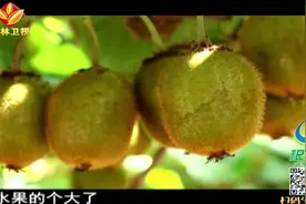 根力多走中国：中原五省来寻肥视频封面