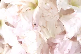 白花汤｜用大理苍山野生白色杜鹃，如何作出一道当季生态美食？视频封面