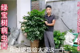你知道绿宝树（幸福树）也会有病虫害吗？提前用药，预防掉叶视频封面