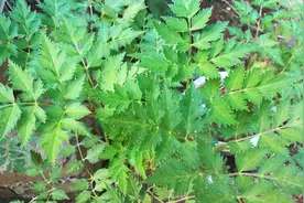 这种植物叫川芎，有多少人认识？视频封面