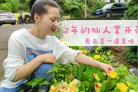 种了2年的仙人掌开花了，姑娘摘回去做凉拌花瓣吃，美味又营养视频封面