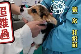 小奶柯基第一次打疫苗