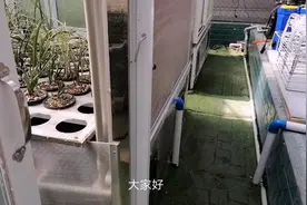 今天大开眼界了，原来兰花有这么多品种视频封面