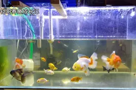 大泰狮金鱼与小兰寿金鱼混养模式