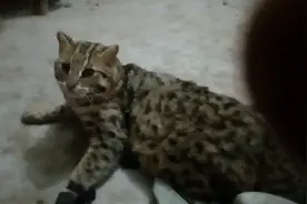 快过年了，我抓住了偷鸡贼，原来是一只野山猫，唉，还是放了吧!视频封面