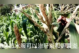 玉米花厉害了，竟然还有很好的利用价值，值得收藏视频封面