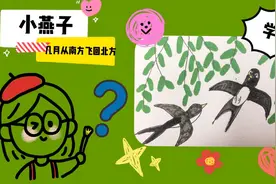 燕子几月份从南方飞回北方？4月左右，学画小燕子，