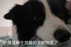 狗狗把自己当小孩样，主人睡午觉，边牧趴主人身上不肯起来视频封面
