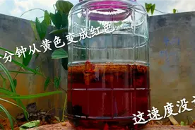 中草药大血藤，泡到酒里，这变化速度真快