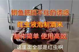 哪种味型的窝料让野生鲫鱼抵挡不了？红虫液泡制酒米，不二的选择视频封面