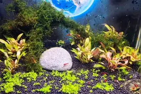 观赏蟹入草缸与多彩观赏虾同养，辣椒蟹看着很胆小，它会吃水草吗视频封面