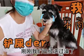 雪纳瑞的小毛驴造型，你给打几分？今天又省了80元，可以买小肉干视频封面