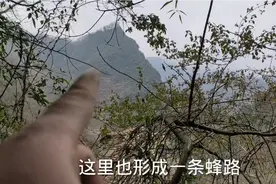 放诱蜂桶你还不会看蜂路？选准了塑料桶照样能诱到蜂视频封面