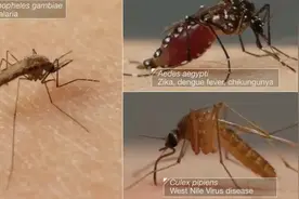 蚊子是如何将病菌传染给他人的？